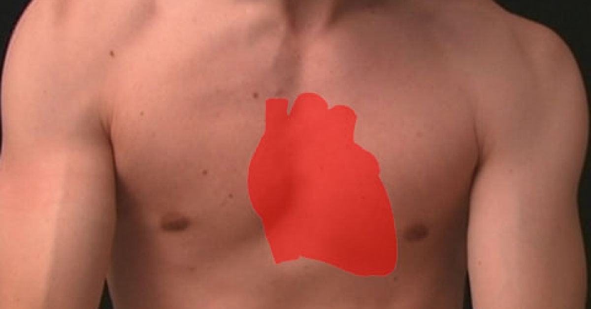 Фото где находится сердце у человека мужчин